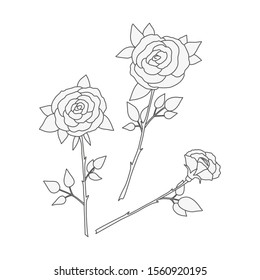 Hand-drawn vector illustration. Roses on a white background. Silhouette of a rose.