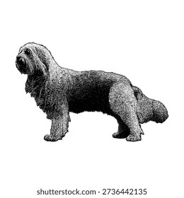 Hand-drawn vector illustration of a Sapsali dog in side view, featuring detailed fur texture and classic engraving style. Isolated on white background, suitable for vintage design, tattoo art, logo, poster, and commercial use.