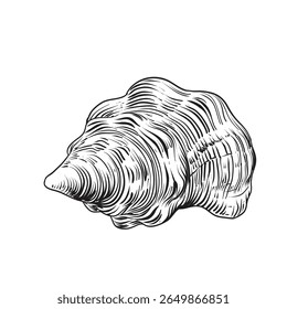 Hand-drawn vector illustration seashell, isolated on white background. 

