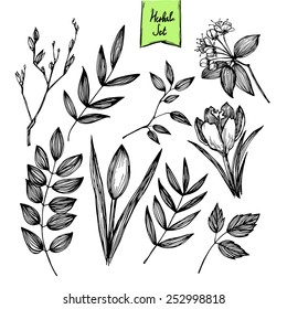 Hand-drawn vector illustration - set of leaves and flowers. Ink and feather. Isolated on white background