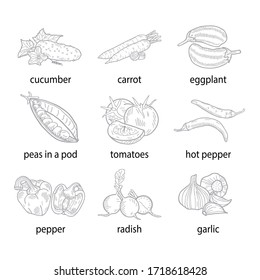 Ilustración vectorial hecha a mano de un conjunto de verduras.