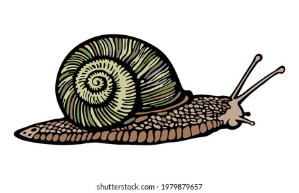 Hand-drawn Vector Illustration of Snail. Сommon grape Color Garden Snail. Realistic Slug with radial shell isolated on white background. Design for label, logo, cosmetic cream