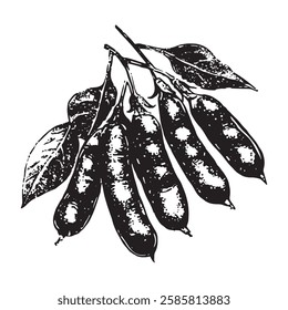 hand-drawn vector illustration of soybean pods with leaves in vintage engraving style. black and white botanical artwork with detailed texture, ideal for agricultural and organic food designs.