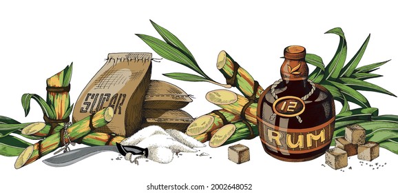 Hand-drawn vector illustration of sugar cane, cane sugar and bottle of rum. Color pattern isolated on white background of green cane with leaves and sugar in bag, alcohol and machete.