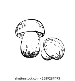 Hand-drawn vector illustration of two mushrooms in black and white. Detailed sketch isolated on a white background. Perfect for botanical, culinary, and healthy food designs