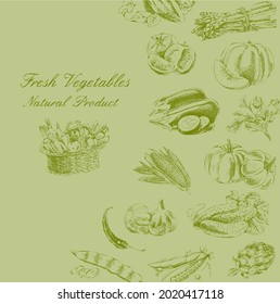 Hand-drawn vector illustration with vegetables. A sketch in a vintage style.