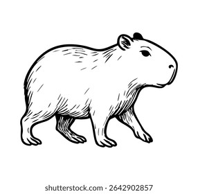 Hand-drawn vector illustration of a walking capybara in vintage engraving style. Black and white line art ideal for logos, labels, educational materials, prints, and wildlife-themed designs.