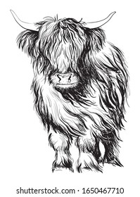 hand-drawn vector image of an bull