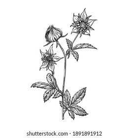 Hand-drawn vector image of medicinal plant Potentilla. Black outlines of Comarum palustre isolated on a white background. Used in traditional medicine.