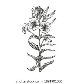 Hand-drawn vector image of medicinal plant evening primrose. Black outlines of Oenothera isolated on a white background. Used in traditional medicine.