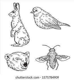 Hand-drawn vector images of animals. Hare, bear, bird and bee. Graphics