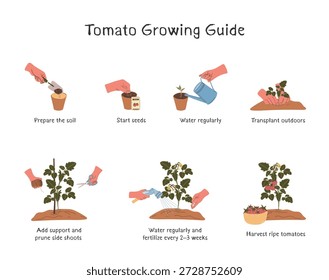 Infografía de Vector dibujada a mano que muestra 7 etapas del crecimiento del tomate. Incluye plantar manos, regar y fructificar. Textura de acuarela en colores apagados rojo y verde. Perfecto para la jardinería y la educación.
