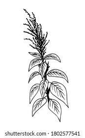 Handgezeichnete Vektorfarbzeichnung. Amaranthpflanze, Quinoa einzeln auf weißem Hintergrund. Zweig mit Blättern und Samen. Nützliche Vitaminprodukte. Für Etikettendrucke, Verpackungsdesign.