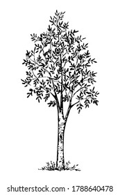 Hand-drawn vector ink drawing in engraving style. Deciduous rowan tree isolated on white background. Element of nature.