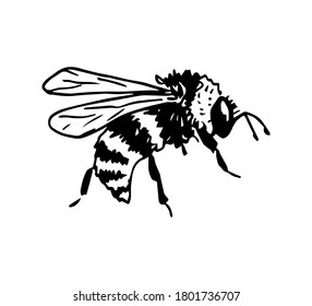 Esbozo de tinta vector dibujado a mano. Abeja, abejorro aislado de fondo blanco. Insectos, elementos de la vida salvaje.