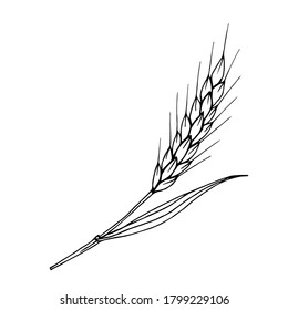 Handgezeichnete Vektorgrafik-Skizze. Ein Weizenspikelett mit schwarzer Umrisslinie ist einzeln auf weißem Hintergrund. Getreide, Saisonernte. Mehl Broterzeugnisse, Verpackung, Etikett, Logo.