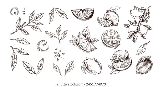 Hand-drawn vector lemon set. Whole lemon, sliced pieces, half, leaf and branch sketch. Tropical fruit engraved style illustration. Detailed citrus ink drawing.	