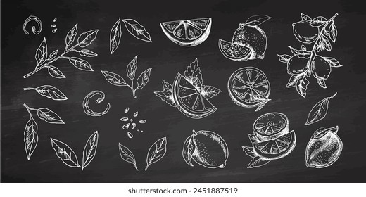 Hand-drawn vector lemon set. Whole lemon, sliced pieces, half, leaf and branch sketch. Tropical fruit engraved style illustration. Detailed citrus ink drawing on chalkboard background.