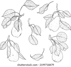 Hand-drawn vector line pears with leaves and branches. Summer fruits. Autumn harvest.