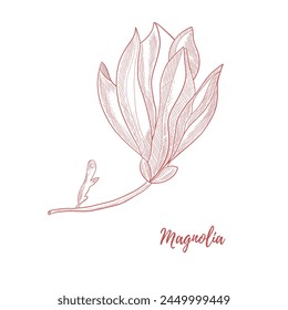 Hand-drawn vector magnolia flower doodle reaslistic illustration. Black and white line isolated on a white background for design, packaging