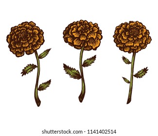 Hand-drawn vector marigold illustration. Ilsolated on white.