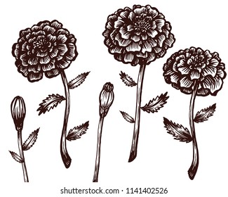 Hand-drawn vector marigold illustration. Ilsolated on white.