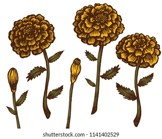 Hand-drawn vector marigold illustration. Ilsolated on white.