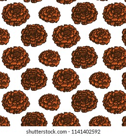 Hand-drawn vector marigold illustration. Ilsolated on white.