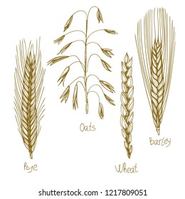 Hand-drawn vector monochrome bread spikes of cereals. Rye, oats, wheat, barley