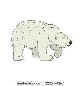 Hand-drawn vector North Atlantic bear
