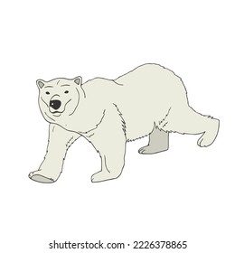 Hand-drawn vector North Atlantic white bear