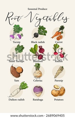 Hand-drawn vector poster featuring seasonal root vegetables. Includes carrots, beets, turnips, parsnips, potatoes, radishes, and more. Perfect for kitchen decor, menus, farm markets