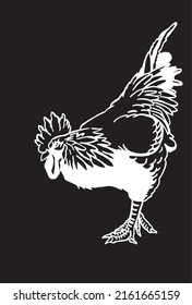 Hand-drawn vector rooster isolated on black background, domestic animal, grahical engraved element
