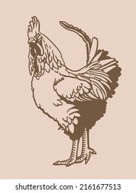 Hand-drawn vector rooster , sepia background, domestic animal, grahical vintage element