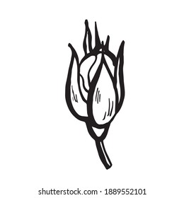 Hand-drawn vector roses. Black and white flower's bud. Isolated sketch illustration. 