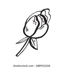 Hand-drawn vector roses. Black and white flower's bud. Isolated sketch illustration. 