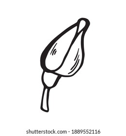 Rosas vectoriales dibujadas a mano. El brote de la flor blanca y negra. Ilustración de esbozo aislada. 