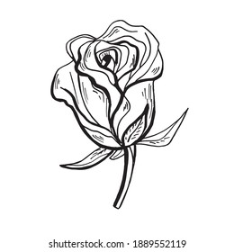 Hand-drawn vector roses. Black and white flower's bud. Isolated sketch illustration. 