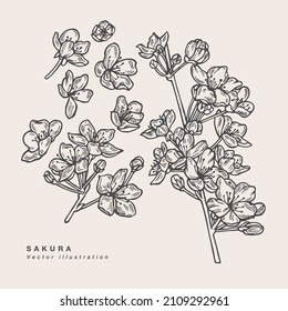 Hand-drawn vector sakura flowers illustration. Floral wreath. Botanical floral card with cherry blossom on white background
