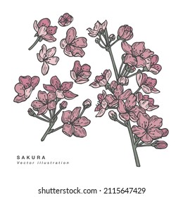 Handgezeichnete Vektorgrafik-Sakurblumen-Illustration. Blumenkranz. Botanische Blumenkarte mit Kirschblüte auf weißem Hintergrund