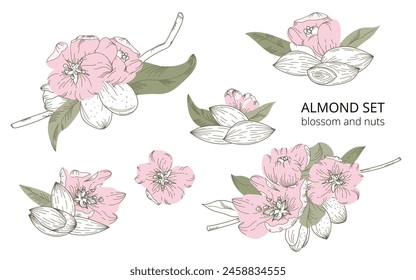 Hand-drawn vector set of almond blossoms and nuts in a botanical style, isolated on a white background. With accent pink and green colors. Suitable for backgrounds, prints, cards, textiles, labels.