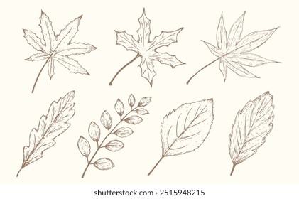 Hand-drawn vector set of autumn leaves. Outlined detailed sketches of various forest tree leaves. Botanical assets for decoration