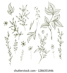 Hand-drawn vector set of branches and herbs. Great for labeling of organic cosmetics, for textile design.