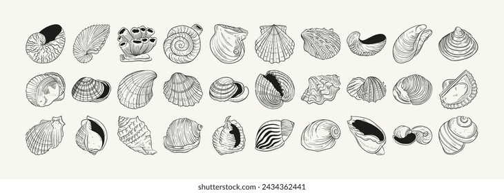 Hand-drawn vector set featuring realistic sketches of various marine seashells and starfish in black and white. Ideal for underwater-themed designs.