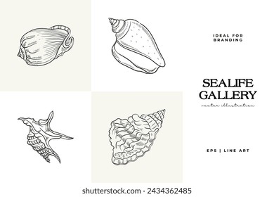 Conjunto de vectores dibujado a mano con bocetos realistas de varias conchas marinas y estrellas de mar en blanco y negro. Ideal para diseños con temática submarina.
