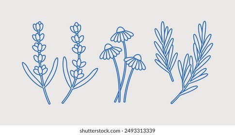 Hand-drawn vector set. Line art, retro. Plants and herbs for cosmetics. Lavender, chamomile, rosemary.