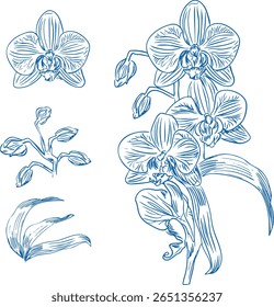 Um conjunto de vetor desenhado à mão de flores de orquídea em estilo de arte de linha. Com pétalas floridas, botões e folhas com detalhes botânicos intrincados, perfeito para embalagem floral, papelaria de casamento, natureza-tema