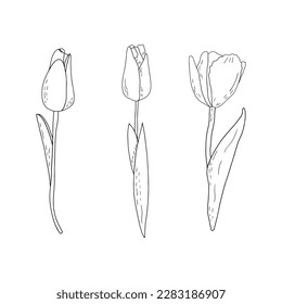 Hand-drawn vector set of outline tulips with shading 