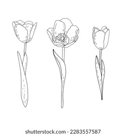 Conjunto de vector dibujado a mano de tulipanes de contorno con sombreado 