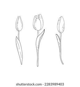 Hand-drawn vector set of outline tulips with shading 